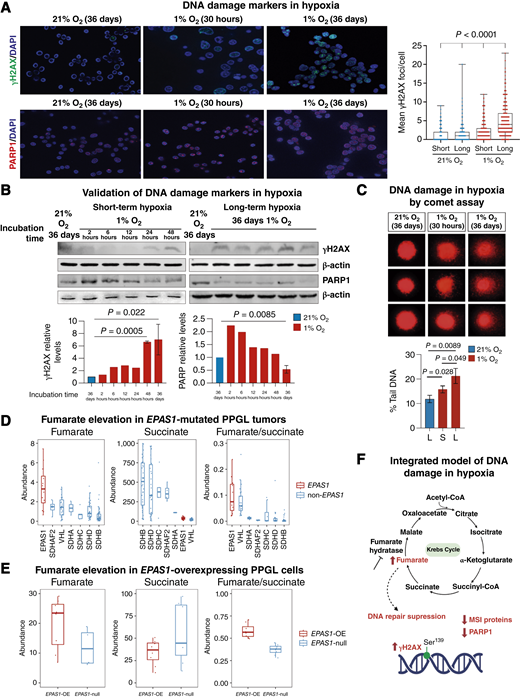 Measurements of hypoxia-driven DNA damage and DNA damaging metabolites in PC12 PPGL tumor-derived cells, EPAS1-mutated PPGL tumors and EPAS1-overexpressing pheochromocytoma-derived cells (EPAS1-OE). A, Representative immunofluorescence images showing γH2AX foci formation and PARP1 expression in PC12 cells exposed to hypoxia (1% O2) for 30 hours (short hypoxia) or 36 days (long hypoxia), or maintained under normoxic (21% O2) conditions (left); quantification of the mean γH2AX foci per cell (right). B, Representative immunoblot images (above) and quantification of the indicated proteins (below) in PC12 cells exposed to normoxia or hypoxia for the specified timepoints. C, Comet assay analysis of DNA damage in PC12 cells exposed to normoxia (21% O2) for 36 days or hypoxia (1% O2) for 30 hours or 36 days (above); representative immunofluorescence images of comet tails:tail moment quantification. About 50–100 cells were scored per condition in each independent experiment (below). A higher percentage of DNA in the tail correlates with increased DNA damage. PC12 cells exposed to hypoxia for 30 hours exhibited significantly higher levels of DNA damage than cells cultured under normoxic conditions (15.75% vs. 11.80% tail DNA; P = 0.028). In addition, prolonged hypoxic exposure (up to 36 days) led to an even greater percentage of DNA in the comet tail (21.22% vs. 11.80% tail DNA; P = 0.0089), suggesting a deficiency in DNA repair mechanisms under these conditions. L, long; S, short. D, Elevated levels of fumarate metabolite in EPAS1-mutated PPGL tumors and increased levels of succinate metabolite in SDHx-mutated PPGL tumors. Metabolite analyses of fumarate, succinate, and fumarate/succinate ratio in EPAS1-mutated PPGL tumors (n = 12, red) and VHL- and SDHx-mutated pseudohypoxic PPGL tumors (EPAS1-WT tumors, n = 129, blue) as already described (148). P values of the statistical significance between EPAS1-mutated tumors vs EPAS1-WT tumors were calculated using the Wilcoxon test. Supplementary Figure S12 shows the results of all P values calculated using the Wilcoxon test; only significant P values are indicated. E, Increased levels of fumarate/succinate metabolite in EPAS1-OE cells. Metabolite analyses of fumarate, succinate, and fumarate/succinate ratio in MPCmCherry cells transfected with an overexpressing EPAS1-HIF2α (EPAS1-OE, n = 8, red) and empty vector as control (EPAS1-null, empty vector, n = 8, blue) as described by Bechmann and colleagues (87). Supplementary Figure S15 shows the P values calculated using the Wilcoxon test. F, Model of DNA damage and oncometabolites implication in EPAS1-mutated tumor PPGLs and PPGL cell models with EPAS1 mutation or cultured under long-term hypoxia conditions. OE, overexpression. (F, Created with BioRender.com.)