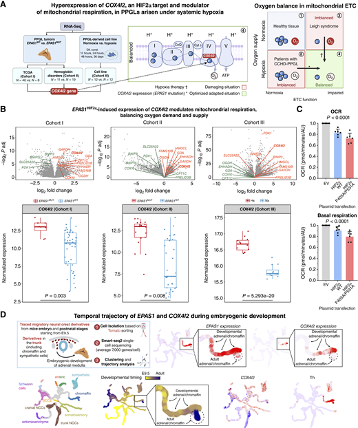 Transcription analyses for functional and developmental insights of EPAS1 in PPGL tumorigenesis. A, Workflow of bulk RNA-seq data analysis using three different cohorts: cohort I comprised non-CCHD sympathetic PPGL tumors: WT (n = 46) or mutated (n = 8) for EPAS1 (61, 65); cohort II comprised sympathetic PPGL tumors from patients with hemoglobin disorders: 11 tumors EPAS1WT and 19 tumors EPAS1MUT (59); cohort III comprised PPGL-derived cell line that we cultured under normoxic and hypoxic conditions for 12, 24, and 48 hours and 36 days (three replicates for each condition, 12 samples in normoxia and 12 in hypoxia). Of the 354 genes that were differentially expressed in patients with PPGL tumors, 14 mitochondrial genes were found, of which one was COX4I2, the less common isoform of COX (mitochondrial respiratory complex 4) and the terminal electron acceptor of the oxidative phosphorylation system. B, Top part: Volcano plots of the differentially expressed genes between EPAS1MUT and EPAS1WT tumor samples from cohorts I and II, and between hypoxia and normoxia conditions in cohort III. Fourteen differentially expressed mitochondrial genes are highlighted (upregulated genes in orange color, downregulated genes in green color). Bottom part: normalized expression of COX4I2 in cohorts I, II, and III. C, Mitochondrial respiration using Seahorse equipment (n = 6/group; mean ± SEM) in stable cell line HEK293T expressing empty vector (EV)–Control, HIF2αWT, and mutant HIF2αP405A/P531A through plasmid transfection. Oxygen consumption respiration (OCR; top), basal respiration (bottom). D, scRNA-seq data comprising the entire tree of neural crest lineage development, which includes differentiation trajectory from the neural crest toward chromaffin cells via Schwann cell precursor and bridge-state intermediates (89). The scRNA-seq data show that EPAS1 and COX4I2 expression are upregulated during development and downregulated in postnatal chromaffin/adrenal medulla cells, after the onset of breathing. BCCs, boundary cap cells; NCCs, neural crest cells; Th, tyrosine hydroxylase (chromaffin cell marker). (A, Created with BioRender.com and D, Schematic of scRNA-seq was created with BioRender.com.)