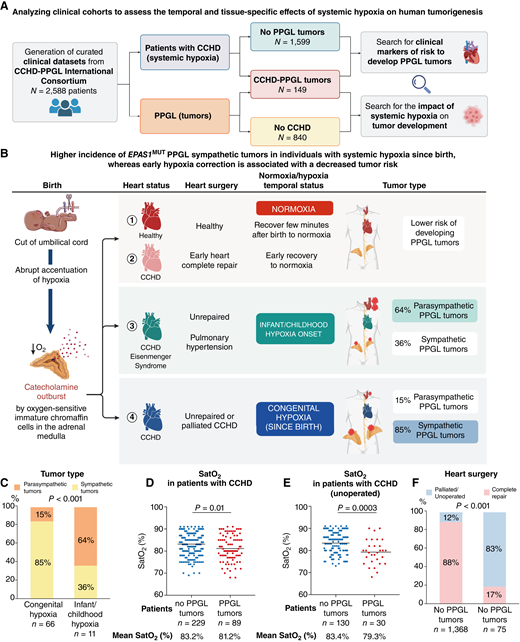 Temporal and tissue-specific impact of systemic hypoxia in tumorigenesis, and the influence of oxygen levels and early hypoxia correction. A, Overview of clinical datasets collected from the CCHD-PPGL International Consortium for the study. Clinical features from 2,588 patients have been collected and curated, involving patients with CCHD without PPGL tumors (N = 1,599), patients with CCHD-PPGL (N = 149), and patients with PPGL without CCHD (N = 840). Analyzing patients with CCHD with or without PPGL tumors (with systemic hypoxia in a determinate moment of their lives) involved investigating clinical markers for the risk of developing PPGL tumors. Clinical characteristics from patients with PPGL tumors with or without CCHD were interrogated to determine the impact of systemic hypoxia on tumor development. B, Schematic figure depicting the hypoxia levels of patients with CCHD in their life and catecholaminergic system. Depending on their systemic hypoxia, they are more prone to develop PPGL tumors. C, PPGL tumor types depending on the hypoxia exposure time. D, Oxygen saturation (%) in patients with CCHD with or without PPGL tumors. E, Oxygen saturation (%) in unoperated patients with CCHD with and without PPGL tumors. F, CCHD surgical management type and occurrence of PPGL tumors. SatO2, oxygen saturation. (A and D, Created with BioRender.com.)