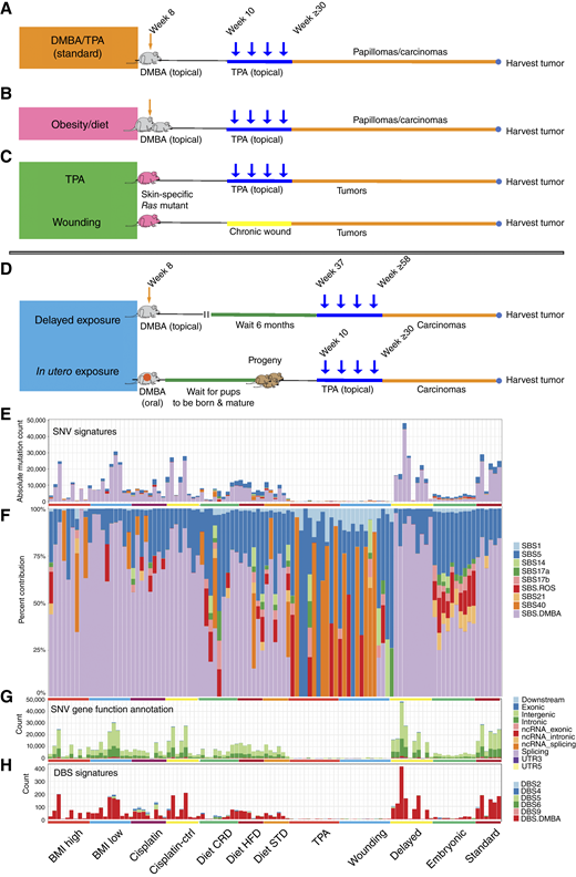 Mouse models combining carcinogen exposure and a range of “lifestyle factors” important in human cancer etiology, along with resulting SNV mutations and COSMIC mutational signatures of tumors. A, The majority of the mouse models utilized are based on the classical two-step skin carcinogenesis model, in which adult wild-type mice are exposed to topical DMBA at 8 weeks of age, followed by twice-weekly administration of TPA for an additional 20 weeks. Blue horizontal bars and arrows indicate twice-weekly TPA treatment for 20 weeks where shown for all models. Mice are subsequently observed for tumor formation and sacrificed once tumor(s) are observed. If mice are left untreated after DMBA initiation, almost no tumors develop within a 6–12-month time period (refs. 11, 12, and Kandyba and colleagues, submitted). B, Animals either genetically predisposed to obesity or leanness (see “Methods”) or wild-type animals exposed to a standard (STD), calorically restricted (CRD), or high-fat diet (HFD) resulted in different BMI and consequent rates of tumor formation (32, 33). The same TPA treatment protocol was used as shown for model A. C, No mutagens are administered, and animals with conditionally activatable Hras- or Kras-mutant alleles driven by Lgr5-Cre-ER or Lgr6-Cre-ER gene constructs are first treated with tamoxifen to activate recombination, followed 1–2 weeks later by exposure to TPA promotion for up to 20 weeks or to a full-thickness skin wound, closed using clips at three sites along the wound (see also Methods). Genetic activation of mutant Hras or Kras does not lead to tumor formation for at least 6 months in the absence of TPA or wounding. D, The original two-step model is modified to investigate the consequence of delaying the administration of TPA by up to 6 months after DMBA exposure, and in a more extreme extension of this method, to investigate the consequence of administering DMBA orally to pregnant females, resulting in “in utero exposure,” and subsequently administering TPA for 20 weeks to the 8-week-old adult offspring (64). E, Absolute SNV mutation load for each tumor (bars) with colors denoting assignment to each SBS mutational signature after decomposition to known mutational signatures in the COSMIC database. Note that the DMBA signature (SBS.DMBA) is a new signature not previously reported in the COSMIC human SBS database. F, Relative contribution of SNV mutations by COSMIC mutational signature type for each tumor sample. Note the prevalence of the SBS.DMBA signature in nearly all samples with a clear exception for the samples obtained from mice in the TPA and wounding promotion models. G, SNV mutational load for each tumor sample based on gene functional mapping to the mm10 genome. H, Double-base substitution (DBS) signatures identified in the same samples, including one attributable to DMBA (DBS.DMBA) and DBS5, attributed to cisplatin exposure. Control samples (cisplatin-ctrl) were obtained by treatment with saline rather than cisplatin (see “Methods”).