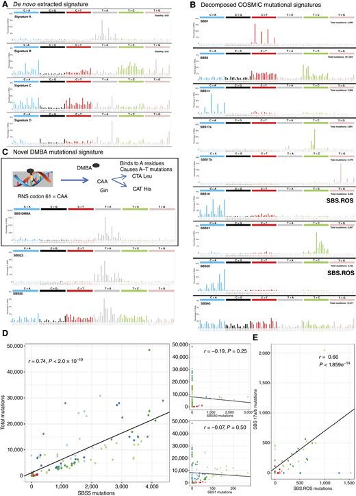 Substitution mutational signatures identified with SigProfiler. A, De novo SBS mutational signatures identified based on WGS data from the entire tumor cohort. B, Molecular basis of DMBA-induced mutational changes and comparison of the novel SBS.DMBA signature with SBS22 and SBS25, two known COSMIC signatures that bear strong resemblance to the DMBA signature. C, Analysis of de novo SNV mutational signatures resulted in the decomposition into nine known SBS COSMIC signatures plus the novel SBS.DMBA signature. D, Strong correlation between mutations assigned to SBS5 and total mutation load across all tumor samples (Pearson’s r = 0.74, P < 2.0 × 10−19), whereas SBS1 and SBS40 showed no such correlation. E, Correlation between the frequency of observed mutations attributed to SBS.ROS vs. SBS17a and SBS17b (r = 0.66, P < 1.86 × 10−14).