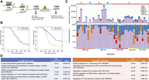 Genetic or dietary obesity affects gene expression but not mutation burden or mutational signatures. A, Schematic describing the genetically derived high vs. low BMI animals. B, Sexually dimorphic differences in the rate of tumor development in high BMI males but not females. C, Absolute SNV mutations mapping to COSMIC SBS mutational signatures, including those attributed to SBS.DMBA (top), and relative contribution of mutations assigned to COSMIC signatures, excluding those attributed to SBS.DMBA (bottom). D, Significant biological pathways identified by pathway analysis using the most differentially enriched genes from gene expression profiling in male mice (genes highly expressed in high BMI mouse carcinomas and genes highly expressed in low BMI carcinomas).