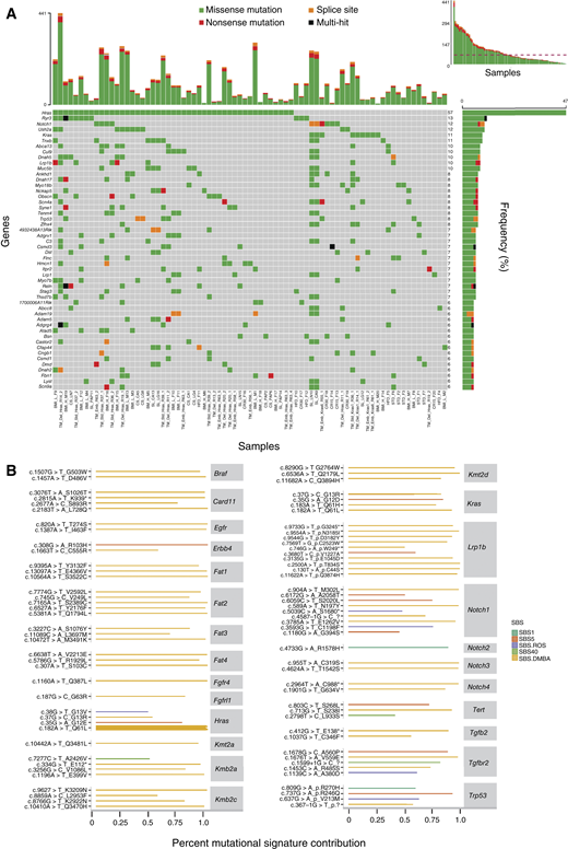 Common driver genes and mutations in mouse and human tumors. A, Oncoplot showing the samples bearing putatively deleterious mutations in the 50 most frequently mutated human cancer driver genes (y-axis) catalogued per COSMIC (35) and Martincorena and colleagues (36) ranked by descending frequency. Colors indicate mutation type. BMI_L/BMI_H, BMI genetic model, BMI low/BMI high; CS/SL, cisplatin model, cisplatin or saline control; HFD/STD/CR15/CR30, diet models, high-fat/standard chow/caloric restriction 15%/caloric restriction 30%; TM_Std/TM_Del/TM_Emb, time model, standard/delayed/embryonic. B, Bar plot of driver mutation signature analysis showing frequently recurrent cancer driver genes/mutations observed. Each line denotes one unique mutation. Percent signature contribution is the probability that a given signature can be attributed to a specific mutation in that particular tumor sample based on mutational signature analysis; only assignments with >50% confidence are shown. Color denotes the mutational signature that most strongly explains each driver mutation in every sample.