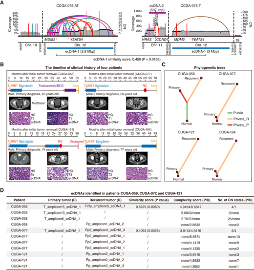 Spatial–Temporal Diversity of Extrachromosomal DNA Shapes Urothelial ...