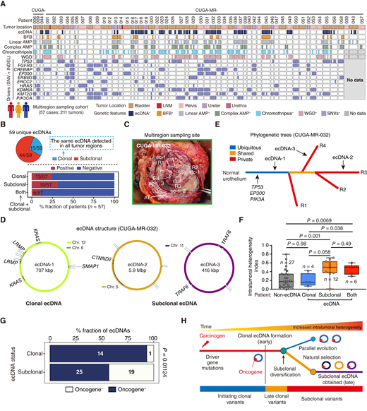Spatial–Temporal Diversity of Extrachromosomal DNA Shapes Urothelial ...
