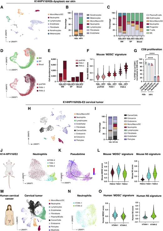 Immunosuppressive neutrophils are systemically expanded during squamous cell carcinogenesis in K14HPV16/H2b (HPV) mice. A, UMAP projection of major cell types from healthy ear skin (H2b) and dysplastic ear skin lesions (HPV) combined. B and C, Relative cell type abundance (percentage) in ear skin (B) and in BM, SP, and blood (C) from H2b vs. HPV mice. D, UMAP projection of neutrophils from BM, SP, and blood, labeled by organ (top) and developmental stages (bottom) based on the neutrotime score. E, Abundance of neutrophil developmental stages (counts) in BM, SP, and blood from H2b vs. HPV mice. F, MDSC signature score in neutrophils from H2b and HPV mice for each developmental stage. Scores were compared with the Welsh two-sample t test: P = 7.61e−05 (prePAN), P = 9.82e−14 (PAN-1), and P < 2.2e−16 (PAN-2). For A–F: n = 3 per organ and condition (H2b or HPV). G, In vitro proliferation assay of anti-CD3/anti-CD28–activated CD8 T cells cocultured with CD11b cells or neutrophils isolated from the SP of H2b (n = 5–6) and HPV mice (n = 5–6). Data are shown as the mean ± SD, statistical analysis by the Kruskal–Wallis test, ****, P < 0.0001. H, UMAP projections of major cell types in K14HPV16/H2b-E2 (HPV-E2) cervical tumors and healthy cervix (H2b) combined. I, Relative cell type abundance (percentage) in cervical tumors (HPV-E2) and healthy cervix (H2b). J, UMAP projection with neutrophils from the blood (HPV) and cervical tumors (HPV-E2) labeled by the major clusters PAN-2, TAN-1, and TAN-2. K, Pseudotime analysis of neutrophils from the blood (HPV) and cervical tumors (HPV-E2). L, MDSC and N5 signature scores in neutrophils from the blood (HPV) and mouse cervical tumors (HPV-E2). Signature scores were compared between the TAN-1 and TAN-2 populations with paired t tests: P = 8.96e−04 (MDSC score), P = 0.010 (N5 score). For H–L: n = 3 per organ and condition (H2b, HPV or HPV-E2). For M–O: scRNA-seq data of human cervical tumors (n = 12) were reanalyzed from Guo and colleagues (21), Dai and colleagues (22), and Li and colleagues (23). M, UMAP projection of major cell types in human cervical tumors. N, UMAP projection of the two human TAN subtypes, hTAN-1 and hTAN-2. O, MDSC and N5 signature scores in the human TAN subtypes. Signature scores were compared between the hTAN-1 and hTAN-2 populations with paired t tests: P = 4.61e−04 (MDSC score), P = 0.0011 (N5 score). DC, dendritic cell.