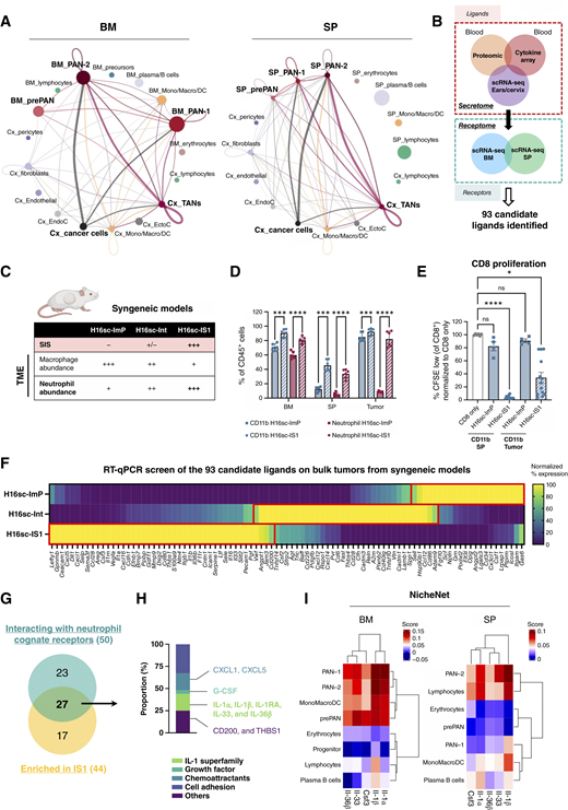 Identification of candidate SIS-inducing ligands. A, Cell–cell communication inferred from secreted signaling molecules expressed in cervix to receptors expressed in BM cells (left) or SP cells (right). Line thicknesses represent probabilities of communication. B, Schematic of interactome analysis for candidate ligand identification. Soluble factors enriched in serum are integrated with scRNA-seq data from lesional tissues, BM, and SP. C, Summary table of SIS status and tumor myeloid cell composition in three syngeneic tumor models based on GEMM-derived cancer cell lines. D, Quantification by flow cytometry of total myeloid cells (CD11b+) and neutrophils (CD11b+; Ly6G+) in BM, SPs, and tumors of H16sc-ImP (n = 6) and H16sc-IS1 (n = 6) mice. Data are shown as the mean ± SD. E, In vitro proliferation assay of anti-CD3/anti-CD28–activated CD8 T cells cocultured with CD11b+ cells isolated from the SPs and tumors of H16sc-ImP (n = 4) and H16sc-IS1 (n = 13) mice. F, Normalized gene expression of the 93 candidate ligands, measured by RT-qPCR analysis of bulk tumors from the three distinctive syngeneic tumor models (n = 3 per model). G, Intersection between ligands enriched in the H16sc-IS1 model and the 93-candidate–associated cognate receptors preferentially expressed in neutrophils. H, Proportion of selected ligands among the reduced list of 27 candidates. I, NicheNet scores obtained for particular ligands (Il1a, Il1b, Il33, Il36b, and Csf3) based on differentially expressed genes between HPV and H2b mice in each cell population of BM (left) and SP (right). Data in quantitative panels are presented as the mean ± SEM, unless specified otherwise. (*, P < 0.05; **, P < 0.01; ***, P < 0.001; ****, P < 0.0001; ns, no statistical significance; computed with the two-way ANOVA or Kruskal–Wallis test). DC, dendritic cell.