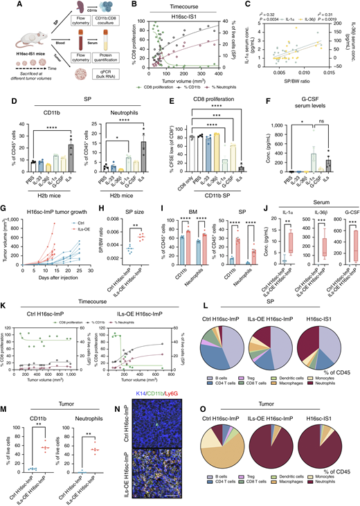IL-1 superfamily ligands induce SIS. A, Schematic representation of the time-course analysis. H16sc-IS1 tumor–bearing mice were sacrificed at different tumor volumes, and tumors, blood, and SPs were analyzed. B, Total myeloid cell (CD11b+) and neutrophil expansion in the SP (right y-axis), and CD8 T cell suppression by splenic myeloid cells (left y-axis) during tumor progression. C, Correlation by simple linear regression between the SP size (SP/BW ratio) and cytokine concentration in the serum of H16sc-IS1 tumor–bearing mice. D, Quantification by flow cytometry of CD11b+ total myeloid cells (left) and neutrophils (right) in the SP of H2b mice upon systematic administration of the indicated cytokines or PBS control. E, In vitro proliferation assay of anti-CD3/anti-CD28–activated CD8 T cells cocultured with CD11b+ cells isolated from the SP of animals treated with the indicated cytokines. F, G-CSF concentration in the serum of H2b mice treated as indicated. For D–F: PBS (n = 4), IL-33 (n = 4), IL-36β (n = 5), IL-1α (n = 5), G-CSF (n = 5), and triplet-IL (n = 4). G, Growth curves of Ctrl H16sc-ImP (n = 7) and triplet-IL-OE H16sc-ImP (ILs-OE H16sc-ImP; n = 6) tumors. Spleen size (H), proportion of total myeloid cells (CD11b+) and neutrophils in the BM and SP (I), and serum concentration of IL-1α, IL-36β, and G-CSF (J) of control (Ctrl) H16sc-ImP (n = 7) and ILs-OE H16sc-ImP (n = 6) mice. For I, Statistical significance computed with two-way ANOVA. K, Total myeloid cell (CD11b+) and neutrophil expansion in the SP (right y-axis), and CD8 T-cell suppression by splenic myeloid cells (left y-axis) during progression of Ctrl H16sc-ImP vs. ILs-OE H16sc-ImP tumors. L, Proportions of immune cells in the SP compartment of Ctrl H16sc-ImP (n = 7), ILs-OE H16sc-ImP (n = 6), and H16sc-IS1 (n = 6) mice measured by flow cytometry. M, Quantification by flow cytometry of total myeloid cells (CD11b+) and neutrophils in the TME of Ctrl H16sc-ImP (n = 7) and ILs-OE H16sc-ImP (n = 6) mice. N, Representative images (IF staining) of total myeloid cells (CD11b+ in green), neutrophils (Ly6G+ in red), and cancer cells (K14+ in blue). Scale bar, 50 μm. The image is illustrative of the flow cytometry analysis shown in M. O, Proportions of immune cells in the tumor compartment of Ctrl H16sc-ImP (n = 7), ILs-OE H16sc-ImP (n = 6), and H16sc-IS1 (n = 6) mice measured by flow cytometry. Data in quantitative panels are presented as the mean ± SEM (*, P < 0.05; **, P < 0.01; ***, P < 0.001; ****, P < 0.0001; ns, no statistical significance; computed with the one-way ANOVA or Mann–Whitney, unless specified otherwise). ILs, IL-1 superfamily ligands; Treg, regulatory T cells.