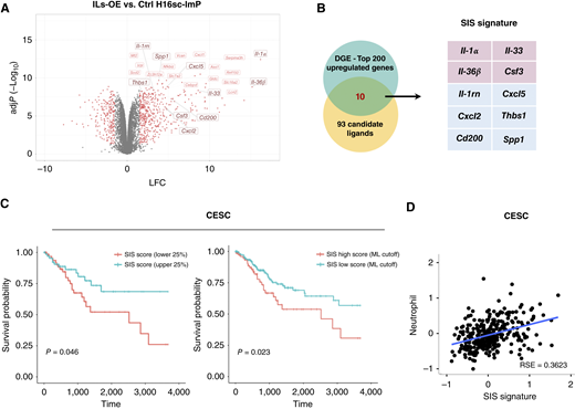 Assessing the IL-1 superfamily in human cervical cancer. A, Differentially expressed genes in triplet-IL-OE (ILs-OE H16sc-ImP) vs. control (Ctrl) H16-ImP cells, with adjusted P values (in −log10 scale) on the y-axis and log2 fold changes (LFC) on the x-axis. Genes with adjusted P values of <0.05 and −1.5 > LFC > 1.5 appear in red. Genes in dark red and bigger font-size are found in the SIS signature shown in B. B, Intersection between the top 200 genes induced in the ILs-OE H16sc-ImP tumors and the 93 candidate ligands from Fig. 2 (left), and the resultant 10-gene SIS signature (right). C, Survival analysis of patients with CESC (TCGA) defined according to their 10-gene SIS signature score. Left defined based on 25% lower (blue) and higher (red) SIS scores, and right defined based on machine learning cutoff for low (blue) and high (red) SIS scores. D, Correlation of the SIS signature score and estimated neutrophil abundance in patients with CESC (TCGA).