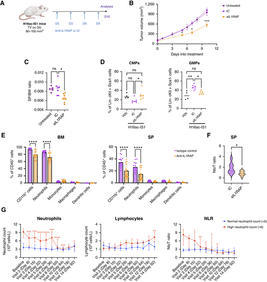 IL1RAP blockade disrupts systemic neutrophil expansion. A, Schematic representation of anti-IL1RAP (aIL1RAP) treatment regimen in H16sc-IS1 tumor–bearing mice. D, day; TV, tumor volume. B, Tumor growth curves in H16sc-IS1 tumor–bearing mice treated with aIL1RAP, IC or untreated control. Anti-IL1RAP (aIL1RAP)-treated and IC-treated groups were compared by the Mann–Whitney test at different timepoints. C, Spleen size of H16sc-IS1 tumor–bearing mice treated with aIL1RAP, IC, or untreated control. Statistical significance was computed with the Kruskal–Wallis test. D, Quantification by flow cytometry analysis on the BM of CMPs (Lin−; c-Kit+; Sca-1−; FcγR−; and CD34+) and GMPs (Lin−; c-Kit+; Sca-1−; FcγR+; and CD34+) from control H2b mice (n = 4) and H16sc-IS1 tumor–bearing mice treated with IC (n = 6) or aIL1RAP (n = 6). E, Quantification by flow cytometry analysis of different myeloid cell types [neutrophils (CD11b+; Ly6G+), monocytes (CD11b+; Ly6G−; Ly6C+), macrophages (CD11b+; Ly6G−; Ly6C−), and dendritic cells (CD11b+; CD11c+; MHCII+) in the BM and SP of H16sc-IS1 tumor–bearing mice treated with aIL1RAP (n = 14) or IC (n = 14). Data are shown as the mean ± SD. F, The NtoT ratio measured by flow cytometry in SPs of H16sc-IS1 tumor–bearing mice treated with aIL1RAP (n = 8) or IC (n = 8). G, Neutrophil count, lymphocyte count, and their ratio (NLR) in the blood of patients with PDAC and NSCLC from the CANFOUR trial (NCT03267316) treated with aIL1RAP monotherapy (nadunolimab) on each visit (cycle of treatment). Patients were separated based on neutrophil count at baseline, with a cutoff of 6 × 109 cell/mL, resulting in a “normal neutrophil” group (baseline < 6 × 109 cells/mL; n = 20) and a “high neutrophil” group (baseline > 6 × 109 cells/mL; n = 16). Data are shown as the median + 95% confidence interval. To evaluate the effect of aIL1RAP treatment on blood cell count variation, a mixed effect statistical analysis, with Dunnett’s multiple comparisons, was performed (all subsequent visits compared with baseline; *, P < 0.05; **, P < 0.01; ***, P < 0.001; ****, P < 0.0001; ns, no statistical significance; computed with one-way ANOVA, two-way ANOVA, or the Mann–Whitney test, unless specified otherwise).