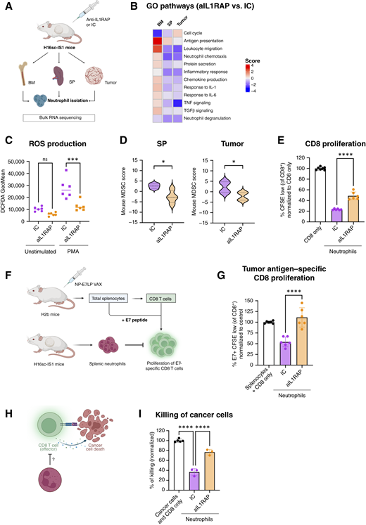 Blockade of IL1RAP reprograms immunosuppressive neutrophils. A, Schematic representation of the design for bulk RNA-seq analyses of neutrophils isolated from the BM, SPs, and tumors of H16sc-IS1 tumor–bearing mice treated for 7 days with anti-IL1RAP (aIL1RAP) or IC. B, Selected Gene Ontology pathways enriched in neutrophils isolated from the BM, SPs, and tumors of aIL1RAP- vs. IC-treated H16sc-IS1 tumor–bearing mice. Color scale reflects significance (= log10 of adjusted P value). Red and blue indicate induced and repressed pathways, respectively, computed by gene set enrichment analysis (GSEA). N = 4 per organ and per treatment. C, ROS production assay performed with neutrophils isolated from the SP of H16sc-IS1 tumor–bearing mice treated with aIL1RAP (n = 6) or IC (n = 6). D, MDSC gene signature score computed for neutrophils isolated from SPs and tumors in H16sc-IS1 tumor–bearing mice, treated either with IC (n = 4) or aIL1RAP (n = 4). E, In vitro proliferation assay of anti-CD3/anti-CD28–activated CD8 T cells alone or cocultured with neutrophils isolated from the SP of H16sc-IS1 tumor–bearing mice treated with IC (n = 6) or aIL1RAP (n = 6). F, Schematic representation of tumor antigen–specific proliferation assay of CD8 T cells cocultured with neutrophils. G, In vitro proliferation assay of E7-specific CD8 T cells restimulated with E7 peptide alone or cocultured with neutrophils isolated from the SPs of H16sc-IS1 tumor–bearing mice treated with IC (n = 6) or aIL1RAP (n = 6). H, Schematic representation of in vitro T cell–killing assay using H16sc-IS1 tumor-reactive CD8 T cells cocultured with H16sc-IS1 cancer cells alone or with neutrophils isolated from the SPs of H16sc-IS1 tumor–bearing mice treated with IC (n = 3) or aIL1RAP (n = 3). For E, G, and I, the data are shown as the mean ± SD (*, P < 0.05; **, P < 0.01; ***P < 0.001; ****, P < 0.0001; ns, no statistical significance; computed with one-way ANOVA, two-way ANOVA, or the Mann–Whitney test, unless specified otherwise).