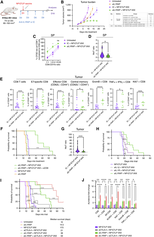 Anti-IL1RAP (aIL1RAP) therapy improves vaccine response and cooperates with anti-CTLA-4 blockade. A, Schematic representation of the aIL1RAP plus vaccine (VAX) treatment regimen in H16sc-IS1 tumor–bearing mice. D, day; TV, tumor volume. B, Tumor growth curves of treated H16sc-IS1 tumors. Untreated (n = 18), aIL1RAP (n = 13), IC + NP-E7LP VAX (n = 17), aIL1RAP + NP-E7LP VAX (n = 13). Statistical significance computed with one-way ANOVA and the Mann–Whitney test as specified. C, In vitro proliferation assay of anti-CD3/anti-CD28–activated CD8 T cells cocultured (at 1:1, 1:0.5, and 1:0.25 ratios) with splenic CD11b cells isolated on day 18 (treated mice) or at a necessarily earlier endpoint of day 10 (untreated mice). Untreated (n = 3), IC + NP-E7LP VAX (n = 10), aIL1RAP + NP-E7LP VAX (n = 14). D, The NtoT ratio, measured by flow cytometry, in the SPs of treated H16sc-IS1 mice on day 18. E, Proportion of different CD8 T-cell types in tumors of H16sc-IS1 mice on day 18, treated as indicated, measured by flow cytometry. For D and E: IC + NP-E7LP VAX (n = 17), aIL1RAP + NP-E7LP VAX (n = 13). F, Survival trial assessing the importance of CD8 T-cell responses in the aIL1RAP plus NP-E7LP VAX combinatorial treatment by using an anti-CD8 antibody depletion strategy. Several regimens were compared: aIL1RAP alone (n = 6), NP-E7LP VAX alone (n = 6), or NP-E7LP VAX plus aIL1RAP combined or not with anti-CD8 treatment, (n = 7) and (n = 6), respectively. G, The NtoT ratio, measured by flow cytometry, in the tumors of treated H16sc-IS1 mice on day 18. IC + NP-E7LP VAX (n = 13), aIL1RAP + NP-E7LP VAX (n = 16). H, Survival trial assessing the relevance of cotargeting the parallel signaling pathways induced by the multiple IL molecules compared with blocking the IL-1α/β pathway alone. NP-E7LP VAX-treated mice (n = 10) were compared with mice treated with NP-E7LP VAX combined either with aIL1RAP (n = 9), anti-IL-1R (aIL-1R; n = 9), or anti-IL-1β (aIL-1β; n = 7). I, Survival trial assessing the effect of combinatorial regimens involving NP-E7LP VAX with aIL1RAP and/or anti-CTLA-4 (aCTLA-4), in H16sc-IS1 tumor–bearing mice. Untreated (n = 13), aIL1RAP (n = 6), NP-E7LP VAX (n = 12), aCTLA-4 + NP-E7LP VAX (n = 7), aIL1RAP + NP-E7LP VAX (n = 8), and aIL1RAP + aCTLA-4 + NP-E7LP VAX (n = 9). For F, H, and I, statistical significance was computed with Mantel–Cox tests. J, Flow cytometry analysis on day 18 of CD8 T-cell subtypes in the tumor, normalized to the untreated condition. Untreated (n = 7), NP-E7LP VAX (n = 11–17), aCTLA-4 + NP-E7LP VAX (n = 3), aIL1RAP + NP-E7LP VAX (n = 9–13), and aIL1RAP + aCTLA-4 + NP-E7LP VAX (n = 6). Data in quantitative panels are presented as the mean ± SEM (*, P < 0.05; **, P < 0.01; ***, P < 0.001; ****, P < 0.0001; ns, no statistical significance; computed with two-way ANOVA or the Mann–Whitney test, unless specified otherwise).
