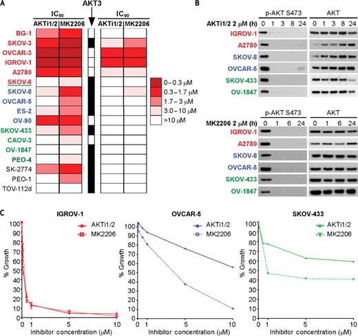 Figure 2. AKT dependence of ovarian cancer cell lines. A, IC50 and IC90 values for the AKT1/2 inhibitor (AKTi1/2) and panAKT 1/2/3 inhibitor (MK2206) were calculated after treatment with 0 to 10 μM of each inhibitor for 5 days. Drug concentrations are represented by color block gradations from dark red (0–0.3 μM) to bright red (0.3–1.7 μM), dark pink (1.7–3 μM), pale pink (3-10 μM), and white (>10 μM). Cells with detectable AKT3 expression are indicated by black boxes. Cell lines are colored based on the presence of PI3K/AKT (red) or RAS/RAF-pathway (blue) alterations and RB1 loss (green and green underline) as in Figure 1B. B, cells were treated for 0 to 24 hours with AKTi-1/2 or MK2206 (2 μM) and lysates immunoblotted for p-AKT S473 and total AKT. C, day 5 dose–response plots of three representative cell lines (IGROV-1, hypersensitive to AKT inhibition, red; OVCAR-5, heightened sensitivity to pan-AKT inhibition, blue; SKOV-433, resistant to AKT inhibition, green).