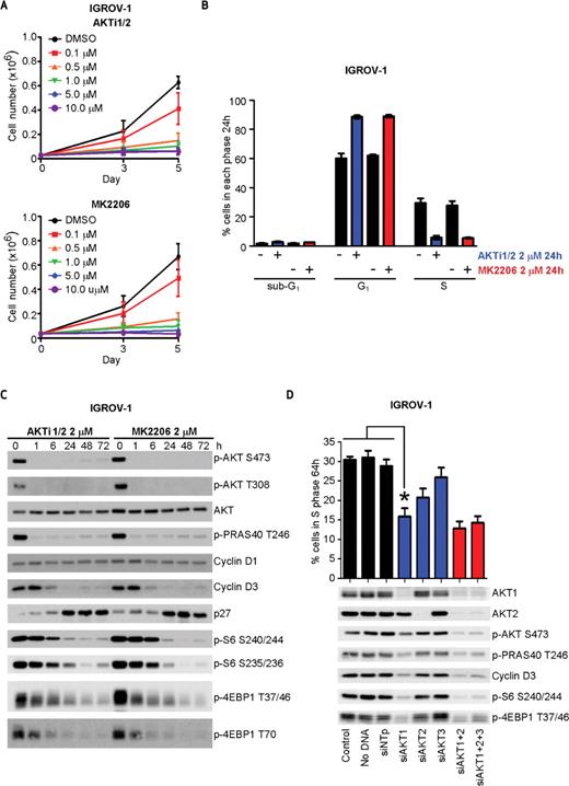 Figure 3. Consequence of differential AKT isoform inhibition in PTEN-mutant IGROV-1 cells. A, IGROV-1 (PTEN-mutant) cells were treated with 0 to 10 μM of either AKTi1/2 or MK2206 and viable cells counted at days 3 and 5. B, cell-cycle distribution was determined by FACS for IGROV-1 cells treated with AKTi-1/2 or MK2206 (2 μM) for 24 hours. C, immunoblots after treatment of IGROV-1 cells with either 2 μM of AKTi1/2 or MK2206 for 0 to 72 hours. Lysates were probed for p-AKT (S473 and T308), p-PRAS40 (T246), and cell-cycle and translation regulators as indicated. D, control siRNA (siNTp) or siRNA against individual AKT isoforms, alone or in combination, were transfected into IGROV-1 cells followed by incubation for 64 hours. Cells were collected for FACS analysis (asterisk indicates P ≤ 0.0015, n ≥ 3) or subjected to immunoblotting.