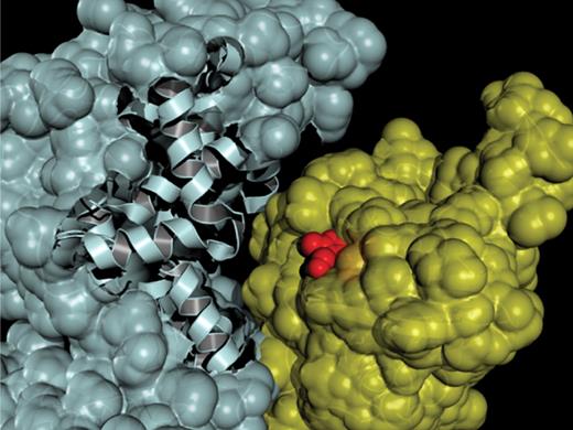 A small-molecule ligand (red) binds to a site on the Ras protein (yellow) and blocks Ras activation by SOS1 (blue-gray). In early structural analyses of other GTPases—a class of more than 150 proteins found in all human cells and involved in a wide range of cellular processes—a Genentech team found that some have the same binding pocket, suggesting GTPases may be a very viable class of drug targets. [Photo courtesy of Genentech]