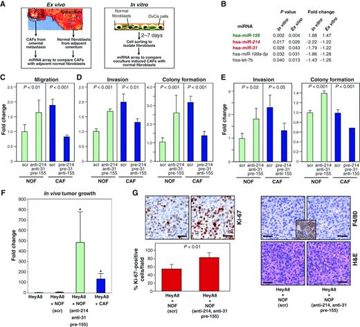 Figure 1. Identification of miRNAs that are both markers and regulators of CAFs. A, left, isolation of CAFs and tumor-adjacent NOFs from partially tumor-transformed omentum of patients with serous ovarian cancer. Right, generation of induced CAFs by coculturing fluorescently labeled NOFs from the omentum of noncancer patients with ovarian cancer cell lines. B, list of upregulated or downregulated miRNAs. miRNAs were sorted according to the P value of correlation. The most upregulated miRNA, miR-155 (green), and 2 most downregulated miRNAs, miR-214 and miR-31 (red), are highlighted. C, migration of NOFs triple transfected with anti-miR-31, anti-miR-214, and pre-miR-155 (to generate miR-CAFs) and CAFs triple transfected with pre-miR-214, pre-miR-31, and anti-miR-155 (to generate NOFs) compared with matching scrambled controls. D and E, tumor cell invasion and colony formation of HeyA8 (D) and SKOV3ip1 (E) cells in the presence of triple-transfected NOFs/CAFs. Data are shown as fold change normalized to NOFs transfected with matching scrambled controls. Error bars represent SD of 3 independent experiments. One-tailed t tests were conducted. F, subcutaneous tumor growth in mice (10 mice/group) injected with either HeyA8 cells expressing luciferase alone, or HeyA8 cells coinjected with immortalized NOFs transiently expressing either scrambled control (scr) or anti-miR-31, anti-miR-214, and pre-miR-155, or with immortalized CAFs. Luciferase activity was quantified after 14 days and normalized to HeyA8 cells alone and the fold change in radiance plotted. One-way ANOVA was conducted comparing all groups to HeyA8 + scrambled control NOFs (scr). *, P < 0.05. G, immunohistochemistry (Ki-67 staining for proliferation, F4/80 staining for macrophages, H&E) of tumors isolated from mice injected with either HeyA8 cells + NOFs transiently expressing scrambled control (scr) or miR-31, miR-214, and anti-miR-155 to induce CAFs (miR-CAFs). Ki-67 staining was quantified. Inset, mouse spleen as positive control for F4/80 staining. Scale bar, 50 μm.