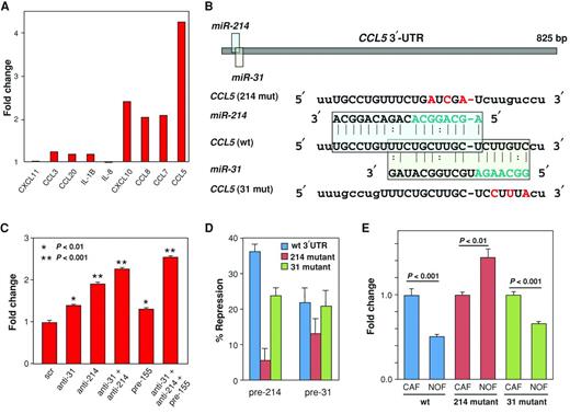 Figure 3. Identification of CCL5 as a miR-214 target secreted by CAFs. A, the culture medium of NOFs triple transfected with anti-miR-214, anti-miR-31, and pre-miR-155 (to generate miR-CAFs) was analyzed 3 days after transfection using a custom array designed to detect 10 cytokines. Shown is one of 2 independent analyses, which gave similar results. B, schematic of the miR-214 and miR-31 seed matches in the human CCL5 3′-UTR and mutated binding sites introduced into luciferase 3′-UTR constructs. The miRNA seed sequences are indicated in teal blue and the mutated bases in the CCL5 3′UTR miRNA seed matches are in red. C, detection of the chemokine CCL5 by ELISA in culture supernatant of NOFs transfected with the indicated anti-miRs or pre-miRs, thereby creating miR-CAFs. D, 293T cells were cotransfected with the CCL5 3′-UTR [wild-type (wt), miR-214 mutant, miR-31 mutant] and either pre-miR-31 or pre-miR-214. Changes in repression of luciferase activity are shown. E, changes in luciferase activity in NOFs or CAFs transfected with the different CCL5 3′-UTR constructs. Error bars represent SD of triplicate experiments. One-tailed t tests were conducted.