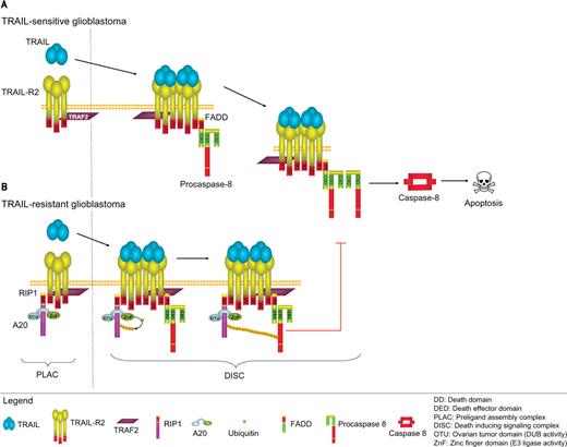 Figure 1. Mechanism of A20-mediated TRAIL resistance in glioblastoma. In TRAIL-sensitive glioblastomas (A), TRAF2 is associated (most likely indirectly) with TRAIL-R2 at the preligand assembly complex. Upon TRAIL binding, both FADD and procaspase-8 are recruited, forming the TRAIL-R2 DISC. Here, procaspases-8 homodimerize, are activated, cleaved, and released into the cytosol to further activate the apoptotic program. In TRAIL-resistant cells (B) that overexpress A20, RIP1 and A20 as well as TRAF2 are components of the preligand assembly complex. Upon TRAIL stimulation, A20 polyubiquitinates RIP1 through K63-linked ubiquitin, which then interacts with the p18 domain of procaspase-8 that has been recruited to the DISC. Ubiquitin-bound procaspase-8 is unable to dimerize and be activated in the DISC, inhibiting further execution of the apoptotic program. DUB, deubiquitinating enzyme.