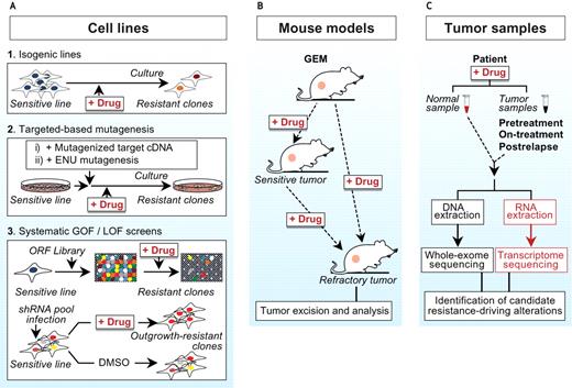 Figure 2. Experimental approaches to study cancer drug resistance. A, in vitro studies of resistance often use cell line models, such as 1) culturing of sensitive lines in the presence of drug until the appearance of resistant clones; 2) random mutagenesis of cDNAs that encode the target protein or N-ethyl N-nitrosourea (ENU) mutagenesis followed by drug selection; or 3) systematic gain-of-function (GOF) and loss-of-function (LOF) screens using open reading frame (ORF) and shRNA libraries. The resistant cell line clones that emerge are subjected to genomic/molecular studies as well as directed experiments that query the necessity and sufficiency of candidate resistance effectors. B, in vivo studies of resistance use xenografts or genetically engineered mouse (GEM) models. Here, the mouse harboring a (genetically defined) tumor is treated with a drug of interest until tumor regression is observed. Tumors that relapse are subjected to genomic and/or molecular characterization and follow-up experimental validation studies. C, the gold standard for characterization of resistance mechanisms involves in-depth characterization of patient tumor samples obtained before treatment and after relapse. Additionally, the acquisition of tumor specimens during treatment allows critical pharmacodynamic analyses to determine if the drug is achieving the expected target modulation (this may inform possible mechanisms of de novo resistance). Here, hypothesis-directed or unbiased genetic and molecular analyses are undertaken to identify candidate alterations linked to the acquisition of resistance. These studies are followed by experimental validation using in vitro and/or mouse models. Occasionally, it is possible to culture drug-refractory tumor cells obtained from relapsing patients (either as relapsing tissue or circulating tumor cells) and perform hypothesis-directed or unbiased studies of these cells (not shown).