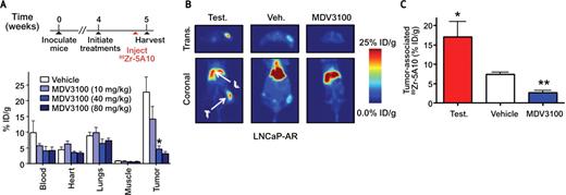 Figure 2. 89Zr–5A10 detects pharmacologic inhibition of AR in vivo. A, biodistribution data from castrated male mice bearing LNCaP-AR xenografts show that MDV3100 inhibits localization of 89Zr–5A10 to tumor. Animals were treated with vehicle, or the indicated dose of MDV3100 for 7 days, at which time 89Zr–5A10 was injected, and animals were harvested for biodistribution studies 24 hours postinjection *P < 0.01 for the 40-mg/kg and 80-mg/kg dose of MDV3100 compared with vehicle or 10 mg/kg MDV3100. B, representative transverse (Trans.) and coronal PET slices of intact male mice bearing LNCaP-AR xenografts on the right flank and imaged with 89Zr–5A10 24 hours postinjection after manipulation with a subcutaneous testosterone (Test.) pellet or a daily oral gavage of vehicle (Veh.) or MDV3100 (80 mg/kg) for 7 days. Clear visual differences in tumor-associated 89Zr–5A10 can be seen between the groups. Arrows indicate the position of the tumor (T) and the murine liver (L). C, region-of-interest analysis of the tumors from the PET study shows statistically significant changes in tumor-associated 89Zr–5A10. *P < 0.01 compared with vehicle. **P < 0.05 compared with vehicle. Error bars represent the standard deviation from mean.