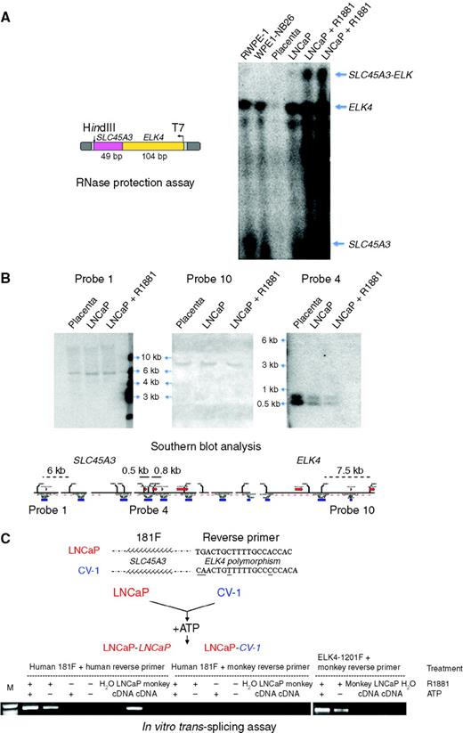 Figure 1. A, SLC45A3-ELK4 chimeric RNA in LNCaP cells detected by RNAse protection assay (RPA). RNAs from LNCaP cells, LNCaP cells treated with R1881, RWPE-1, WPE1-NB26, and a normal placenta were extracted and hybridized to an antisense probe spanning the fusion junction. Besides the wild-type SLC45A3 and ELK4 bands, an additional band around 150 bp was detected in LNCaP cells. The signal was stronger in LNCaP cells treated with R1881. In contrast, only wild-type transcripts were detected in RWPE-1 and WPE1-NB26 cells. No band was detected in normal placenta control because of the absence of both SLC45A3 and ELK4 transcription in placenta. B, lack of DNA rearrangement at SLC45A3 and ELK4 loci shown by Southern blot analysis. Genomic DNAs from a normal placenta control, LNCaP cells, and LNCaP cells treated with R1881 were extracted. Representative results for probes 1, 4, and 10 are shown. Without DNA rearrangement, these probes should hybridize to DNA fragments of 6 kb (probe 1), 7.5 kb (probe 10), and 0.5 and 0.8 kb (probe 4). C, SLC45A3-ELK4 is not a product of RNA trans-splicing. The underlined codes represent nucleotide polymorphisms between human and monkey on ELK4. In the in vitro trans-splicing assay, if trans-splicing occurred, a chimera containing monkey ELK4 would be detected with the common forward primer SLC45A3-181F and the monkey-specific ELK4 reverse primer. Human-specific reverse primer paired with SLC45A3-181F gave a stronger signal in the presence of ATP, as did the ELK4 forward and monkey-specific reverse primer pair, suggesting that the nuclear extracts from LNCaP and CV-1 were both active.