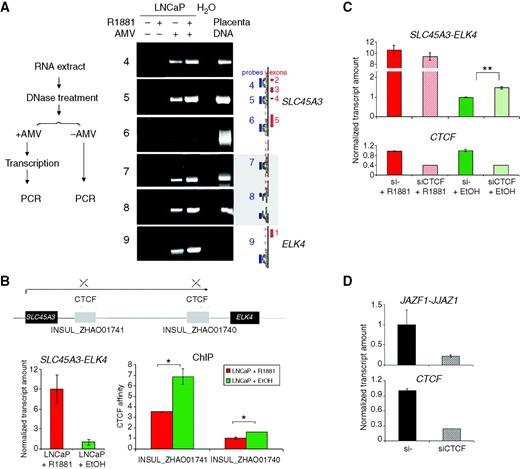 Figure 2. Chimeric SLC45A3-ELK4 is generated by cis-SAGe. A, RT-PCR demonstrated that intergenic pre-mRNA between SLC45A3 and ELK4 was present and induced by androgen. The location of the primers is shown on the right. Pairs of primer 4, 5, 6, and 9 are located on exons or introns of SLC45A3 and ELK4. Pairs of primer 7 and 8 are located between SLC45A3 and ELK4. Left, the experimental design. Placental DNA was used as positive control. The electrophoresis images are the representative results of more than 3 replicates. B, ChIP assay to investigate CTCF binding on insulators between SLC45A3 and ELK4. Two insulators are located 3′ of SLC45A3 and 5′ of ELK4. Insulator1: chr1: 203893201-203895199; Insulator 2: chr1: 203866801-203869599. The right graph shows comparison of the ChIP amount of the insulator DNA between R1881-treated (red) and ethanol-treated LNCaP cells (green). The left graph shows the chimeric SLC45A3-ELK4 RNA expression in samples harvested parallel with the samples for ChIP assay. *, P < 0.05 (Student t test). C, SLC45A3-ELK4 upregulation by CTCF silencing. CTCF knockdown by siRNA was conducted in LNCaP cells. After 24 hours, the medium was changed to androgen-deprived medium for another 48 hours. RNA was harvested after 6 hours of R1881 or ethanol treatment. Bottom. significant knockdown of CTCF expression. Top, SLC45A3-ELK4 expression. **, P < 0.005 (Student t tests). D, JAZF1-JJAZ1 downregulation by CTCF silencing. Fold change describes the gene regulation compared with si- control.