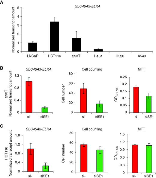 Figure 5. A, real-time PCR assay using TaqMan probe to detect the expression of SLC45A3-ELK4 in LNCaP, HCT116, 293T, HeLa, H520, and A549 cell lines. Transcript amount was normalized to glyceraldehyde-3-phosphate dehydrogenase (GAPDH). The level of SLC45A3-ELK4 in LNCaP was set to 1. B, in 293T cells, siSE1 silenced SLC45A3-ELK4 and slowed down cell growth as measured by cell counting and MTT. C, in HCT116 cells, siSE1 silenced SLC45A3-ELK4, but resulted in no obvious growth inhibition as measured by cell counting and MTT.
