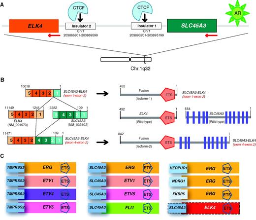 Figure 1. A, schematic representation of the genomic coordinates of SLC45A3 and ELK4 on chr1q32 (reverse strand) and the location of the 2 intergenic insulator sequences. Androgen receptor–driven transcription initiated at SLC45A3 promoter, overrides the repressive effect of CTCF-bound insulator sequences. B, architecture of potential fusion isoforms generated by cis-splicing between SLC45A3 (green) and ELK4 (orange), as revealed by transcriptome sequencing. The lighter colors indicate 5′- and 3′-untranslated regions (left). Predicted protein products resulting from the chimeric isoforms are shown in right. The SLC45A3_exon1-ELK4_exon2 (left, top) putatively encodes full-length ELK4 (right, top), and SLC45A3_exon4-ELK4_exon2 (left, bottom) encodes a fusion protein as indicated (right, bottom). C, schematic representation of known ETS family gene fusions driven by androgen-responsive promoters in prostate cancer. As indicated, TMPRSS2 and SLC45A3 are the most frequent 5′ partners. SLC45A3-ELK4 fusion represents a unique “RNA only” chimera (not represented by a DNA-based aberration) indicated by the box with a dashed outline.