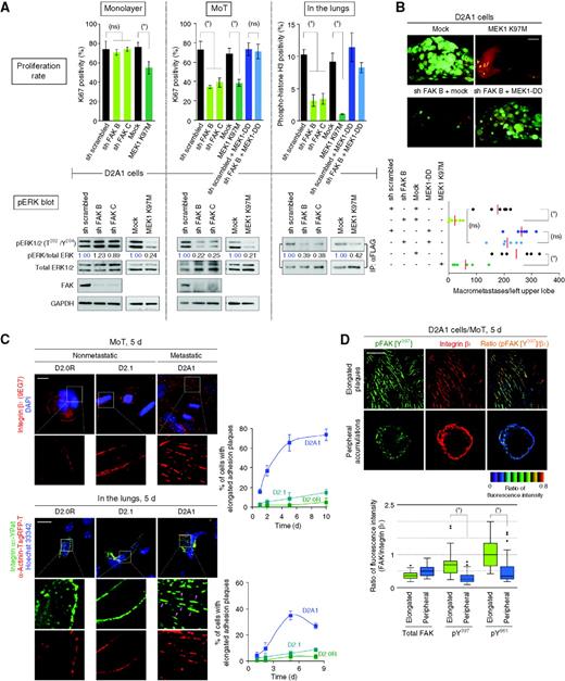 Figure 1. Relationship between adhesion plaque formation, FAK/ERK signaling, and proliferation. A, FAK/ERK signaling and proliferation. Two different short hairpin RNA (shRNA) sequences targeting FAK and MEK1 mutants (dominant-negative MEK1 K97M; constitutively active MEK1-DD) were tested for their effects on proliferation and ERK phosphorylation under various conditions. D2A1 cells expressing FLAG-tagged ERK2 (FLAG-ERK) were used to determine ERK phosphorylation levels in cells disseminated to the lungs. Following tail vein injection, lungs were harvested and lysed, from which FLAG-ERK was immunoprecipitated (IP) and analyzed. ns, P > 0.5; *, P < 0.02. In “pERK blot,” values represent the ratio of band intensities relative to that of the control sample. GAPDH, glyceraldehyde-3-phosphate dehydrogenase. B, FAK/ERK signaling and lung colonization. D2A1-GFP cells, in which FAK/ERK signaling was manipulated as indicated, were injected into mice via the tail vein. The numbers of macrometastases in the left upper lobe of the lungs (bottom) and representative lobe images (top) are presented. The red bars represent the mean values. MEK1-DD expression restored the proliferation of FAK-knockdown D2A1 cells (see A), allowing them to form abundant macrometastases; this substantiated the role of ERKs as major effectors of FAK in regulating colonization. ns, P > 0.5; *, P < 0.001. C, formation of integrin β1–containing elongated adhesion plaques. D2 cells growing in MoT cultures were stained for integrin β1 (red; with an active conformation–specific antibody, 9EG7) and nuclei [4′,6-diamidino-2-phenylindole (DAPI): blue], top left. D2 cells expressing integrin α5-YPet (green) and α-actinin-TagRFP-T (red) were injected into mice via the tail vein, and the distributions of these fluorescent fusion proteins and nuclei (Hoechst 33342; blue) were determined on lung sections (bottom left). The presence of elongated adhesion plaques was quantified (right). D, FAK phosphorylation levels associated with different integrin β1–containing structures. MoT-cultured D2A1 cells were dually stained for pFAK (or total FAK) and integrin β1. Representative images of “elongated adhesion plaques” and “peripheral accumulations” with pFAK (Y397) (green)/integrin β1 (red) staining as well as pseudocolored images representing the ratio of fluorescence intensities are presented (top). The ratio of fluorescence intensities within the region drawn around each of these structures was plotted (n = 50; bottom). *, P < 1 × 10−9. Scale bars, 2 mm (B); 10 μm (D). Values = means ± SD (n = 3; A and C).