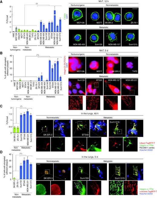 Figure 3. Formation of FLPs and elongated adhesion plaques by various human breast cancer cell lines. A and B, in vitro formation of FLPs and adhesion plaques. Cells were cultured under MoT conditions to quantify the formation of FLPs (A) and elongated adhesion plaques (B). In B, integrin β1 (red) was stained with an active conformation–specific antibody, HUTS-21. *, P = 0.004; **, P = 0.02. C and D, in vivo formation of FLPs and adhesion plaques Cells were engineered to express integrin α5-YPet (green) and either of lifeact-Tag-RFP-T (red; C) or α-actinin-Tag-RFP-T (red; D). These cells were injected into mice via the tail vein to test the formation of FLPs (C) and elongated adhesion plaques (D) within the lung parenchyma. *, P = 0.0005; **, P = 0.0008. Scale bars, 10 μm. Values = means ± SEM (n = 100; A and C) or means ± SD (n = 3; B and D). DAPI, 4′,6-diamidino-2-phenylindole.