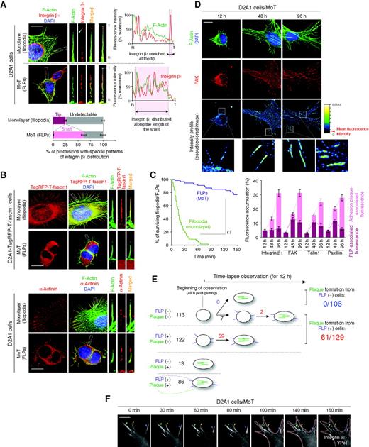Figure 4. FLP formation as a prerequisite for adhesion plaque assembly. A–C, comparison of filopodia (monolayer) and FLPs (MoT). Cells growing in either monolayer or MoT culture were stained for F-actin (green; A and B), integrin β1 (red; A) and α-actinin (red; B, bottom). Fascin1 localization was determined by the use of TagRFP-T-fascin1 fusion protein (red; B, top). A, the fluorescence intensity along the line [root (R) −; tip (T)] was plotted (right), and integrin β1 distribution within each protrusion type was scored (bottom). B, fascin1 was localized along the length of filopodia but not to FLPs; α-actinin was detected at the root of filopodia and along the length of FLPs. C, the kinetics of the assembly and disassembly of these protrusions are represented by the Kaplan–Meier survival curves. D2A1 cells expressing the lifeact-YPet actin marker were analyzed by time-lapse microscopy. *, P < 0.0001 (by log-rank test). D, initial accumulation of adhesion plaque proteins to FLPs. The localization of F-actin (green), nuclei (blue), and FAK (red) was determined at indicated time points (top). The pseudocolored images represent the profiles of FAK staining intensity. The accumulation of integrin β1 and various adhesion plaque proteins to FLPs and elongated adhesion plaques was scored (bottom). E and F, functional connection between FLPs and elongated adhesion plaques. Integrin α5-YPet–expressing D2A1 cells growing under the MoT conditions were analyzed by time-lapse microscopy. E, cells were classified by the presence or absence of FLPs (purple) and elongated adhesion plaques (green) at the beginning of observation. Initially adhesion plaque–negative cells (113 + 122 cells) were analyzed for the subsequent development of FLPs and elongated adhesion plaques. F, an example of progressive inward movement of FLP-associated integrin α5-YPet clumps (arrowheads; 0–80 minutes) and subsequent outward extension of the plasma membrane, which cooperatively converted these integrin clumps into the ones constituting elongated adhesion plaques (arrowheads; 140–160 minutes), is presented. The pink dotted lines represent cell edges. Scale bars, 10 μm. Values = means ± SD (n = 3; A) or means ± SEM (n = 30; D). DAPI, 4′,6-diamidino-2-phenylindole.