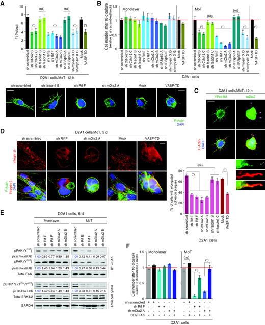 Figure 5. Identification of the molecular regulators of FLP formation. A and B, screening of filopodium regulators for their involvement in FLP formation and proliferation. D2A1 cells, manipulated to block the expression or function of filopodium-associated proteins, were tested for FLP formation under MoT culture conditions (A). Two different short hairpin RNA (shRNA) sequences were tested for each knockdown target. The effects of these manipulations on the cell number after 10 days of monolayer or MoT cultures were also tested (B). ns, P > 0.2; *, P < 0.02 (vs. control). C, localization of Rif and mDia2 to FLPs. YPet–Rif fusion protein was used for analyzing Rif distribution, whereas mDia2 localization was determined by direct immunostaining (green; mDia2 localization at FLP tips is indicated by pink arrowheads). F-Actin (red) and nuclei (blue) were also visualized. D, role of Rif/mDia2 signaling and Ena/VASP proteins in adhesion plaque formation. Some of the engineered D2A1 cells described in A were cultured under MoT conditions. The presence of integrin β1–containing elongated adhesion plaques was quantified (right). ns, P > 0.05; *, P < 0.0005. E, role of Rif/mDia2 signaling in FAK/ERK activation. Lysates from the indicated cell types were immunoprecipitated (IP) with an anti-total FAK antibody and analyzed for FAK phosphorylation levels. These lysates were also analyzed by direct immunoblotting for ERK phosphorylation levels. F, rescue of proliferation defects by CD2-FAK expression. The control, Rif-, and mDia2-knockdown D2A1 cells were further engineered to express the constitutively active CD2–FAK fusion protein. Cell numbers after 10-day culture were plotted. ns, P > 0.1; *, P < 0.005. Scale bars, 10 μm. Values = means ± SEM (n = 100; A) or means ± SD (n = 3; B, D, and F). DAPI, 4′,6-diamidino-2-phenylindole.
