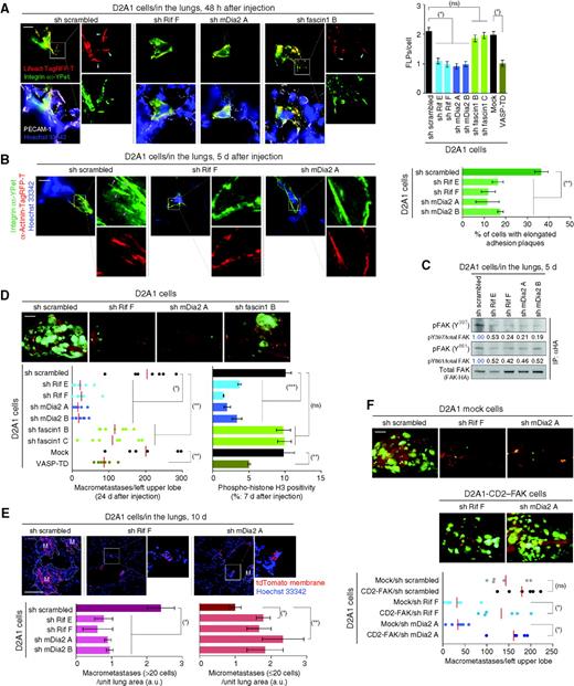 Figure 6. Rif/mDia2 signaling and lung colonization. A and B, Rif/mDia2 signaling and in vivo formation of FLPs and elongated adhesion plaques. D2A1 cells expressing integrin α5-YPet (green) and either lifeact-Tag-RFP-T (red; A) or α-actinin-Tag-RFP-T (red; B) were further engineered as indicated and tested for the formation of FLPs (blue arrowheads; A) and elongated adhesion plaques (pink arrowheads; B) within the lung parenchyma. The number of FLPs per cell (A, right) and the presence of elongated adhesion plaques (B, right) were quantified (right). ns, P > 0.1; *, P < 1 × 10−8; **, P < 0.01. C, Rif/mDia2 signaling and in vivo FAK activation. D2A1 cells expressing hemagglutinin (HA)-tagged FAK (FAK-HA), with or without Rif- or mDia2-knockdown, were injected into mice via the tail vein. Lysates were prepared from the lungs, from which FAK-HA was immunoprecipitated and analyzed. D and E, Rif/mDia2 signaling and lung colonization following tail vein injection. D, the D2A1-GFP cells, engineered as in A, were tested for macrometastasis formation and proliferation in the lungs. ns, P > 0.5; *, P < 0.0002; **, P < 0.05; ***, P < 0.005. E, lung sections were prepared 10 days after the injection of the engineered D2A1 cells, also expressing membrane-targeted tdTomato (tdTomato membrane). The numbers of macroscopic (>20 cells per colony) and microscopic (≤20 cells per colony) metastases were plotted (bottom). “M”-labeled regions indicate macrometastases. *, P < 0.02; **, P < 0.05. F, restoring metastasis-forming ability by CD2–FAK expression. The effects of CD2–FAK expression on the number of lung macrometastases formed by the control, Rif-, and mDia2-knockdown D2A1 cells following tail vein injection were tested. ns, P > 0.1; *, P < 0.005. Scale bars, 10 μm (A and B), 2 mm (D and F), and 0.1 mm (E). Values = means ± SEM (n = 150; A) or means ± SD (n = 3; B, D, and E).