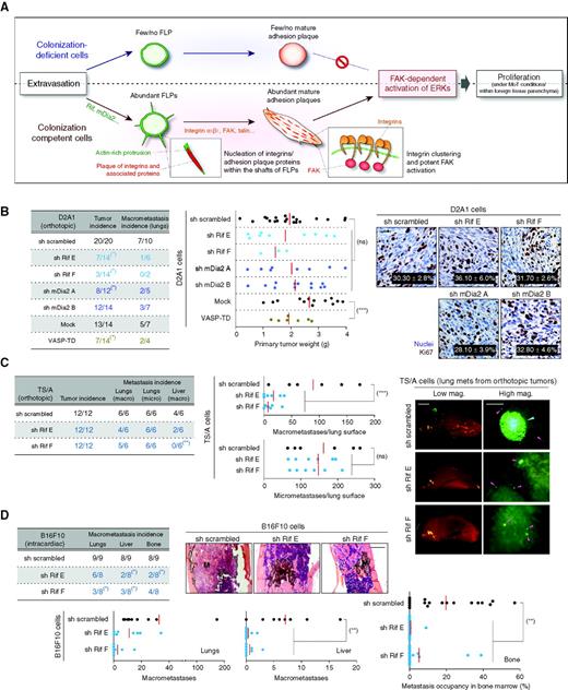 Figure 7. Rif/mDia2 signaling in primary tumor formation and spontaneous metastasis. A, cell biologic and associated signaling events critical to the initial proliferation of cancer cells within foreign tissue parenchyma. B and C, role of FLP-regulating proteins in primary tumor formation and spontaneous metastasis. The D2A1-GFP cells (B) and TS/A-GFP cells (C), each engineered as indicated, were implanted into mouse mammary fat pads. Subsequent formation of primary tumors and the incidences of spontaneous metastases in the lungs and liver were analyzed. B, Ki67 staining positivity was scored on the primary tumor sections (right). Values = means ± SD (n = 3). C, a macrometastasis and micrometastases are indicated by blue and pink arrowheads, respectively, on the representative lung images (right). *, P < 0.04; **, P = 0.03 (vs. control) by the Fisher exact test. ns, P > 0.2; ***, P < 0.05 by the Student t test. D, role of Rif in metastasis formation by the intracardially injected B16F10 cells. The control and Rif-knockdown B16F10 cells were intracardially injected into mice. Metastasis formation in the lungs, liver, and bone marrow was analyzed. *, P < 0.05 (vs. sh scrambled) by the Fisher exact test. **, P < 0.02 by the Student t test. Scale bars, 0.1 mm (B); 2 mm [C (low mag.), D], and 0.5 mm [C (high mag.)].