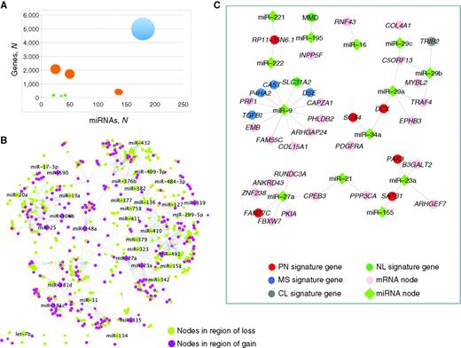 Figure 1. Integrative analyses of CLR network in context of copy number alterations and direct target prediction. A, CLR network grouped by connectivity among miRs and mRNAs in regions of copy number aberration. Size of the node represents the number of edges between the miR and mRNAs in each group. There are 9 subnetworks represented. Edges in the network where both participating miR and mRNA are in regions of copy number alterations account for less than 3.9% of the total connectivity (green circles). Edges where either the participating miR or the mRNA is in region of gain or loss, but not both, account for 34.1% of the network (orange circles). Approximately 62% of the network involves miRs and mRNAs without evidence of genomic alterations in glioblastoma (blue circle). B, network of CLR edges where both miR (diamonds) and mRNA (circles) are in regions of copy number gain (purple nodes) or loss (green nodes). C, putative direct-target subnetworks among CLR-identified edges in glioblastoma. miRs are represented as green diamonds and genes as circles; classical signature genes (gray), neural signature genes (dark green), proneural signature genes (red), mesenchymal signature genes (blue), genes not in any of the molecular subtype signatures (pink). CL, classical; MS, mesenchymal; NL, neural; PN, proneural.