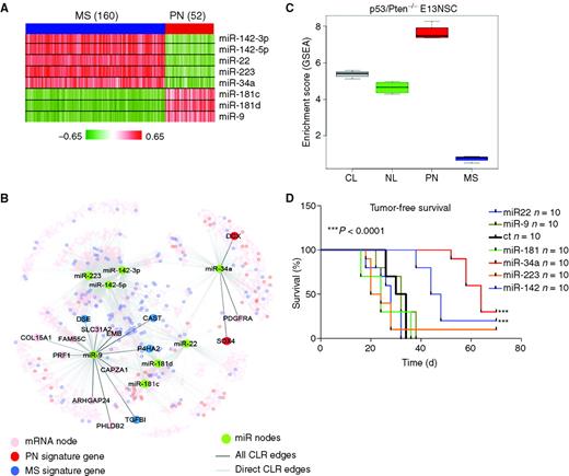 Figure 2. Discriminatory miRs between proneural and mesenchymal subtypes. A, heatmap of correlations between 8 most discriminative miRs with proneural (PN) and mesenchymal (MS) signature genes in the CLR network. Each cell in the heatmap is the correlation between the corresponding miR and signature gene across samples. B, CLR network around the 8 miRs with putative direct targets highlighted. C, GSEA of premalignant spheroid cultures derived from p53/Pten−/− E13 mouse embryos (p53L/L;PtenL/L;Gfap-Cre). For any subtype signature gene list, the enrichment of the subtype in a given sample is calculated by comparing the average expression of the signature genes with the overall mean using a t-statistic. Each box plot in the figure encapsulates the distribution of these subtype enrichment scores across all samples for the individual subtypes. A clear enrichment is observed for proneural signature genes (P = 3.66 × 10−12, n = 4). CL, classical; NL, neural. D, Kaplan–Meier survival analysis of Ncr/nude mice transplanted subcutaneously with premalignant proneural-like p53/Pten−/− NSCs transduced with 6 pre-miRs corresponding to 8 discriminant miRs or the GFP control (n = 10 per group). miR-34a and miR-142 potently impaired tumorigenesis when compared with GFP control (***, P < 0.0001). ct, control.