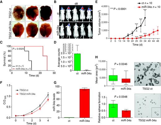 Figure 4. miR-34a regulates self-renewal and tumorigenesis in proneural glioblastoma. TSG2 cells, a proneural-like malignant cell line derived from a p53L/L;PtenL/+;Gfap-Cre mouse glioma, were coinfected with a luciferase reporter and with lentiviral particles harboring the miR-34a precursor or the control vector and injected orthotopically (frontal lobe) in Ncr/nude mice. A, macroscopic appearance of mouse brains injected with p53/Pten−/− glioblastoma cells harboring miR-34a or the vector control isolated from terminally ill mice. Reintroduction of miR-34a results in poorly invasive tumors confined to the frontal lobe (bottom). B, bioluminescence images of Ncr/nude mice transplanted orthotopically with p53/Pten−/− murine glioblastoma cells harboring a luciferase construct along with miR-34a or the vector control. Images taken 8 days after surgery show a significantly higher tumor burden in control mice. C, Kaplan–Meier survival analysis of Ncr/nude mice transplanted orthotopically (frontal lobe) with p53/Pten−/− glioblastoma cells harboring miR-34a or the vector control. D, quantification of bioluminescence imaging. Mice were imaged 8 days after surgery; the plots show a significant difference in tumor burden between control and miR-34a tumors as assessed by photon counts. Error bars represent SD of 5 experimental replicates. E, miR-34a impairs in vivo the tumorigenic potential of proneural-like TSG2 cells transplanted subcutaneously into the flanks of Ncr/nude mice. Average tumor volumes are plotted. Error bars represent the SD of experimental replicates. F, miR-34a does not affect cell proliferation in 2-dimensional culture. Cells were stained with crystal violet and assessed for their ability to grow in vitro. Error bars represent the SD of experimental replicates. O.D., optical density. G, expression levels of miR-34a in murine proneural-like TSG2 malignant glioma cells by reverse transcriptase-quantitative PCR 72 hours after infection with lentivirus harboring a miR-34a precursor or the control vector. Error bars represent SD of replicates. H, reintroduction of miR-34a in TSG2 spheroids decreases their self-renewal potential. Error bars represent extreme values (top graph) and SD of experimental triplicates (bottom graph).