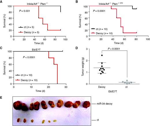 Figure 5. miR-34a knockdown transforms GEM and human astrocytes. A and B, knockdown by miR-34a decoy enhances the tumorigenic potential of Ink4a/Arf−/−;Pten−/− and Ink4a/Arf−/−;Pten−/−;EgfrVIII/+ adult mouse astrocytes in vivo. Kaplan–Meier analysis of tumor-free survival of Ncr/nude mice transplanted subcutaneously with decoy and control adult mouse astrocytes. C, Kaplan–Meier analysis of tumor-free survival of Ncr/nude mice transplanted subcutaneously with decoy and control E6/E7T human astrocytes. D, average weight of tumors generated by decoy and ct E6/E7T cells. Error bars represent SD of experimental replicates. E, macroscopic appearance of tumors generated by decoy and ct E6/E7T astrocytes.