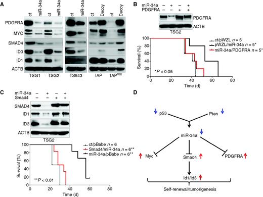 Figure 6. miR-34a functions through PDGFRA and ID proteins in proneural glioblastomas. A, expression levels of PDGFRA, MYC, SMAD4, ID1, and ID3 in response to miR-34a modulation, in mouse (TSG1/2) and human (TS543) proneural glioblastoma systems and in genetically engineered, immortalized mouse astrocytes (IAP and IAPVIII). B, in vivo rescue experiments. Kaplan–Meier analysis of survival shows that murine Pdgfra rescues the antitumorigenic effects of miR-34a in p53/Pten−/− murine glioblastoma (TSG2) transplanted subcutaneously in Ncr/nude mice. Western blot analysis of protein expression in cells transduced with miR-34a, PDGFRA, and the appropriate controls. Protein levels were measured 72 hours after infection (top). C, in vivo rescue experiments. Kaplan–Meier analysis of survival shows that murine Smad4 rescues the antitumorigenic effects of miR-34a in p53/Pten−/− murine glioblastoma (TSG2) transplanted subcutaneously in Ncr/nude mice. Western blot analysis of protein expression in cells transduced with miR-34a, Smad4, and the appropriate controls. Protein levels were measured 72 hours after the infection (top). D, a model showing a hierarchical subnetwork involving miR-34a and its upstream and downstream oncogenic nodes in proneural glioblastoma. IAP, Ink4a/Arf−/−;Pten−/−, IAPVIII, Ink4a/Arf−/−;Pten−/−;EgfrVIII/+.