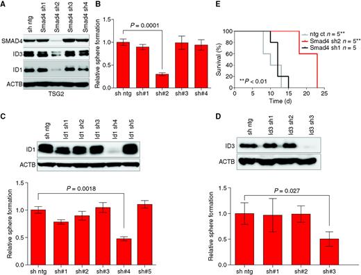 Figure 7. The functional inactivation of SMAD4 and ID proteins impairs tumorigenesis and self-renewal in proneural glioblastoma. A, Western blot analysis of SMAD4, ID1, and ID3 proteins 72 hours after infecting p53/Pten−/− glioma cells (TSG2) with short hairpin RNA (shRNA) constructs specific for murine Smad4. B, stable knockdown of Smad4 by lentiviral shRNA impairs the self-renewal capacity of mouse proneural spheroids (TSG2) in vitro. Error bars represent SD of experimental triplicates. C, stable knockdown of Id1 by lentiviral shRNA impairs the self-renewal capacity of mouse proneural spheroids (TSG2) in vitro. Protein levels were measured 72 hours after the infection (top). Error bars represent SD of experimental triplicates. D, stable knockdown of Id3 by lentiviral shRNA impairs the self-renewal capacity of mouse proneural-like spheroids (TSG2) in vitro. Protein levels were measured 72 hours after the infection (top). Error bars represent SD of experimental triplicates. E, Kaplan–Meier survival analysis of Ncr/nude mice transplanted orthotopically with p53/Pten−/− murine glioblastoma cells harboring hairpins specific for murine Smad4 (sh1 and sh2) or the vector control (ntg ct).