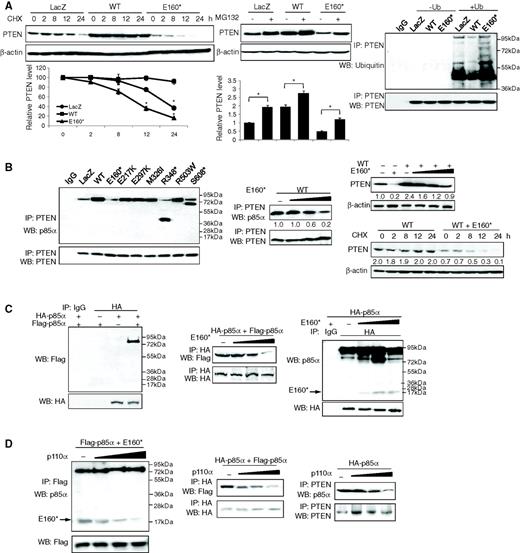 Figure 5. A, HEC1A cells transfected with LacZ or p85α WT or E160* were treated with cycloheximide (CHX; left) for indicated duration or with MG132 (center) for 24 hours. Cells were then harvested for WB. PTEN levels were normalized to β-actin by densitometry (below). *, P < 0.05. Right, HEC1A cells were transfected with LacZ or WT or E160* in the absence or presence of ubiquitin (Ub) for 72 hours. Whole-cell lysates were collected for IP with anti-PTEN and then subjected to WB with anti-ubiquitin. PTEN protein levels were normalized prior to IP by using proportionally different amounts of lysates. B, left, HEC1A cells were transfected with LacZ or WT or its mutants for 72 hours and were collected for IP with PTEN and WB with anti-p85α. HEC1A cells were co-transfected with WT or increasing amount of E160*. Cell lysates were collected for IP (center) or WB (right top). Right bottom, transfected HEC1A cells were treated with CHX for the indicated time points and harvested for WB. C, cells were transfected with HA-tagged p85α (HA-p85α) and/or Flag-tagged p85α (Flag-p85α) in the absence (left) or presence (center) of increasing amounts of E160*. IP was performed with anti-HA and WB with anti-Flag. Right, cells were transfected with HA-p85α and increasing amounts of E160*. IP was performed with anti-HA and WB with anti-p85α. D, left, cells were transfected with WT p110α, Flag-p85α, and E160*. IP was performed with anti-Flag and WB with anti-p85α. Center, cells were transfected with WT p110α, Flag-p85α, and HA-p85α. IP was performed with anti-HA and WB with anti-Flag. Right, cells were transfected with WT p110α and HA-p85α, IP was performed with PTEN and WB with p85α. Numerical values below each lane of the immunoblots represent quantification of the relative protein level by densitometry.