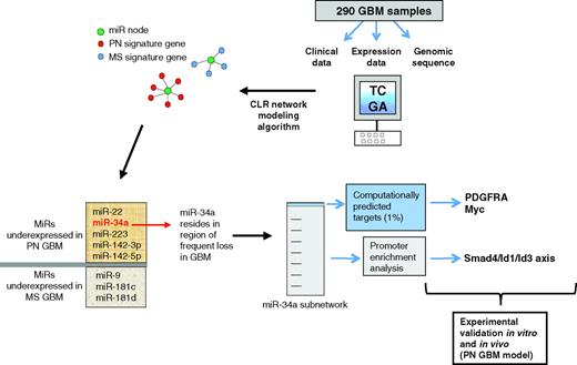 Figure 1. Overview of network modeling derived from complex multidimensional genomic data to identify novel miR–mRNA regulatory networks relevant to glioblastoma (GBM). Leveraging the multidimensional data of TCGA from 290 glioblastoma samples identified putative miR–mRNA regulatory networks by the CLR modeling algorithm. Interrogation of the network within defined proneural (PN) and mesenchymal (MS) subtypes identified 8 underexpressed miRs. In silico analyses and experimental validation identified miR-34a as a tumor suppressor in proneural glioblastoma through effects on PDGFRA and the Smad4/Id1/Id3 axis.