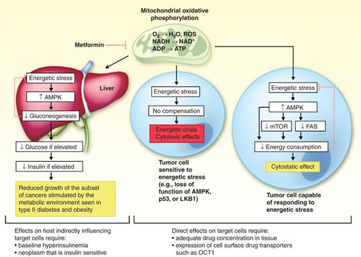 Figure 1. A simplified view of proposed antineoplastic mechanisms of action of biguanides. The initial site of action is likely in the mitochondria, where biguanides interfere with oxidative phosphorylation via a poorly characterized interaction with respiratory complex I, resulting in reduced ATP production and energetic stress. It is known that conventional dosing of metformin is sufficient for this process to occur in the liver, because hepatocytes express at a higher level the proteins that import the drug, and because following oral ingestion, the portal circulation has high levels of the drug relative to the systemic circulation. As shown on the left, this can result in an indirect cytostatic effect on certain tumors, even if metformin does not accumulate in neoplastic tissue. This process involves the suppression of liver gluconeogenesis due to hepatocyte energy stress, leading to declines in circulating insulin and glucose levels (provided that these are elevated at baseline), which in turn may inhibit the growth of the subset of cancers that thrive in a hyperinsulinemic and hyperglycemic environment. Shown in the center is a separate process that may occur if adequate drug levels are achieved in tumor cells, a possibility which has not yet been examined in detail clinically. In this setting, those tumor cells that have deficits in ability to cope with energetic stress may undergo an energetic crisis leading to death. Finally, shown on the right, if adequate drug levels are achieved in cancer cells that have intact mechanisms to cope with energetic stress, biguanides are expected to modulate signaling pathways in a manner that will result in reduced cellular energy consumption. This would be expected to have an important antiproliferative effect, but might also favor cell survival under certain conditions. As discussed in the text and in Table 1, these mechanisms suggest opportunities for rational combination therapies of biguanides with other agents. Metformin is a suitable agent for clinical trials related to the “insulin reduction” mechanism, but biologically significant declines may be confined to patients with hyperinsulinemia at baseline. It remains to be determined if orally administered metformin at conventional antidiabetic doses achieves sufficient drug levels in neoplastic tissue to allow for clinical evaluation of the proposed “direct” mechanisms of action, or if this will require the development of novel biguanide formulations designed to minimize adverse effects (at least for short-term administration) while achieving adequate neoplastic tissue exposure.