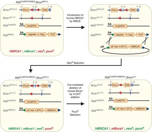Figure 1. Schematic overview of the RMCE procedure in R26CreERT2/RMCE;Brca1SCo/Δ embryonic stem cells. Before the introduction of a human BRCA1 cDNA, R26CreERT2/RMCE;Brca1SCo/Δ embryonic stem cells are mouse BRCA1-proficient and sensitive to both neomycin and puromycin. Targeting of single-copy human BRCA1 cDNA variants to the Rosa26 locus by Flp RMCE results in expression of human BRCA1 and neomycin resistance. Addition of 4-OHT leads to CreERT2-mediated deletion of mouse Brca1 exons 5 and 6, resulting in loss of mouse BRCA1 protein and concomitant expression of puromycin from the phosphoglycerate kinase (PGK) promoter. This enables selection of mouse BRCA1-deficient, human BRCA1-expressing R26CreERT2/hBRCA1;Brca1Δ/Δ embryonic stem cells that can be used in functional complementation assays.
