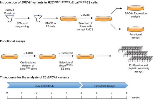Figure 2. Workflow for the functional classification of BRCA1 sequence variants in Brca1-null embryonic stem (ES) cells. Outline of the generation of mouse Brca1-deficient embryonic stem cells expressing human BRCA1 variants and functional complementation assays. Indicated are the experimental steps and the time it takes one person to analyze 20 mutants.