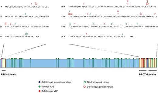 Figure 4. Predicted pathogenic BRCA1 amino acid substitutions are confined to the evolutionarily conserved N- and C-terminal domains. Schematic representation of the BRCA1 protein with the positions of variants classified as neutral (green) or deleterious (red) indicated. Positive and negative controls are depicted by open pinheads and the known deleterious truncation mutations 185delAG (N-terminal) and 5382insC (C-terminal) are marked in blue. The amino acid sequences of the evolutionarily conserved RING (N-terminal) and BRCT (C-terminal) domains are specified to show the exact positions of deleterious (red) and neutral (green) variants. The amino acid substitutions or nonsense (X) mutations of positive and negative controls are encircled.