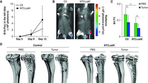 Figure 5. Transgenic mice with constitutively active NIK show increased tumor growth in bone. A, 6-week-old NT3.catK and control (Ctl) littermates were injected with 1 × 104 B16-Fluc cells into left tibias, and right tibias were injected with PBS. Mice were imaged on days 5, 9, and 12 after tumor inoculation. Control, n = 12; NT3.catK, n = 8. B, representative images of A on day 12 are shown. C, tibias from A were scanned with μCT to measure BV/TV. D, representative μCT photos of C are shown. Data represent the mean ± SD; *, P < 0.05; **, P < 0.01.