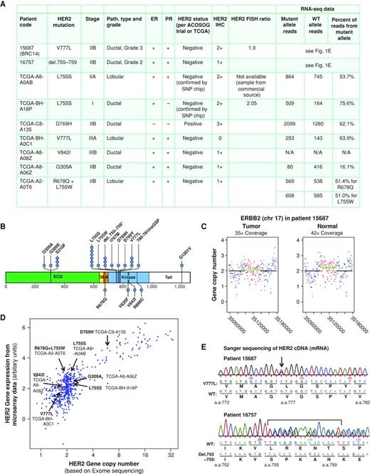 Activating HER2 Mutations in HER2 Gene Amplification Negative Breast ...