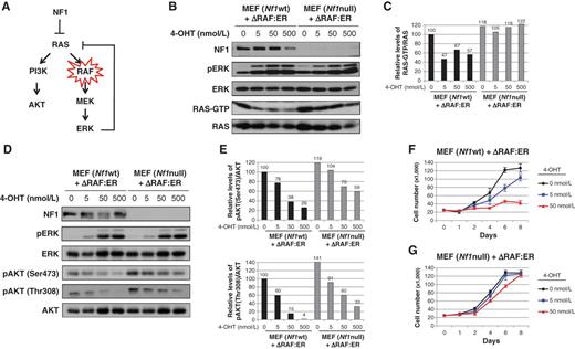 Figure 1. Nf1 mutations rescue the inhibitory effects of activated RAF. A, model of negative feedback pathway and the role that NF1 could play in alleviating suppression. B, Nf1 wild-type (wt) and null MEFs expressing an inducible RAF construct (ΔRAF:ER) were treated with the indicated concentrations of 4-OHT for 24 hours. Immunoblots of total cell lysates evaluating phospho-ERK, total ERK, RAS, and neurofibromin (NF1) are shown. RAS-GTP levels were assessed using a RAS pull-down assay and are quantified relative to total RAS levels in C. D, immunoblots evaluating phospho-ERK and phospho-AKT in total cell lysates from cells treated with 4-OHT for 72 hours are shown. Relative phospho-AKT (Ser473) and phospho-AKT (Thr308) levels are quantified in E. F, proliferation curve of Nf1 wild-type, and G, Nf1 null MEFs expressing the inducible RAF construct after exposure to increasing concentrations of 4-OHT.