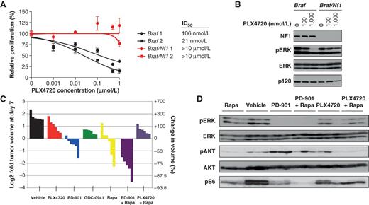 Figure 4. Nf1 mutations desensitize mouse melanomas to BRAF inhibitors. A, dose–sensitivity curves for PLX4720 are shown for 2 independently derived cell lines from Braf-mutant (black) and Braf/Nf1-mutant (red) melanomas. B, pharmacodynamic analysis of phospho-ERK in Braf and Braf/Nf1–mutant cells in vitro after a 24-hour incubation with 0, 100, and 1,000 nmol/L PLX4720. C, waterfall plot depicting tumor growth of Braf/Nf1-mutant allografts after 7 days of treatment with vehicle (black), PLX4720 (red), PD0325901 (PD-901, blue), GDC-0941 (green), rapamycin (Rapa, yellow), PD0325901 + rapamycin (purple), and PLX4720 + rapamycin (violet). Each bar represents a different tumor. Both Braf/Nf1-mutant cell lines shown in A were injected into 3 mice each, resulting in a total of 6 tumors per treatment arm. D, in vivo pharmacodynamic analysis of phospho-ERK, phospho-AKT, and phospho-S6 in Braf/Nf1–mutant allografts treated with rapamycin (Rapa), vehicle, PD0325901 (PD-901), PD0325901 + rapamycin, PLX4720, and PLX4720 + rapamycin. Lysates were prepared from tumor tissues that were harvested 2 hours post administration of the respective treatment from 3 tumors shown in C. pS6, ribosomal protein s6.